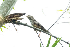 Campylorhynchus zonatus