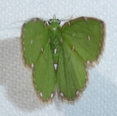 Argyrocosma inductaria