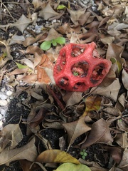 Clathrus crispus