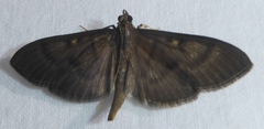 Omiodes noctescens