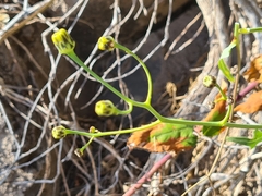 Sonchus ustulatus image