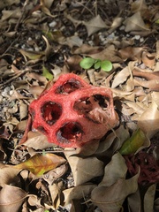 Clathrus crispus