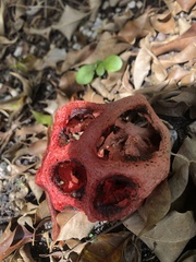 Clathrus crispus