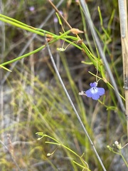 Lobelia setacea