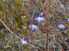 Lobelia setacea