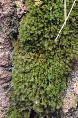 Eucladium verticillatum