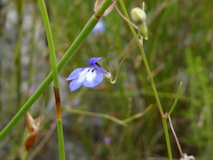 Lobelia setacea