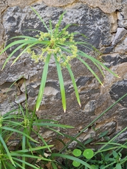 Cyperus alternifolius image