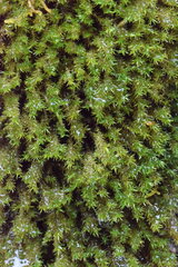 Eucladium verticillatum