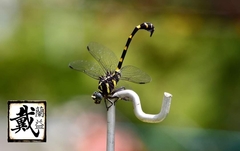 Ictinogomphus decoratus