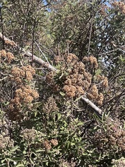 Montanoa tomentosa