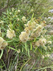 Metrosideros angustifolia