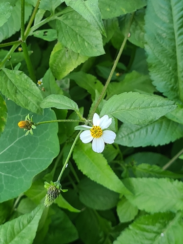 Bidens pilosa image