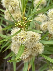 Metrosideros angustifolia