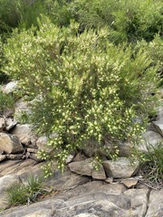 Metrosideros angustifolia