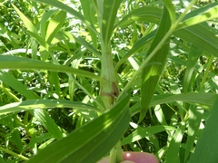 Lasioptera solidaginis