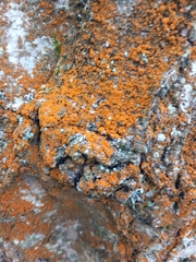 Trentepohlia aurea
