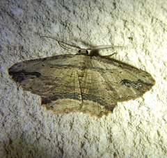 Menophra abruptaria