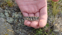 Angaracris barabensis