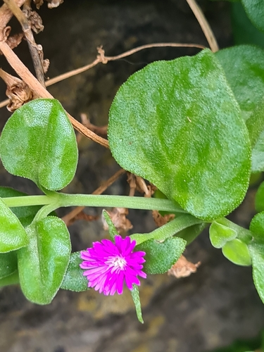 Mesembryanthemum cordifolium image