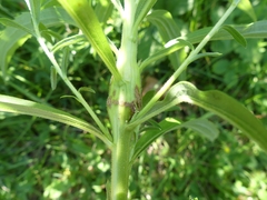 Lasioptera solidaginis