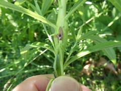 Lasioptera solidaginis