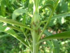 Lasioptera solidaginis