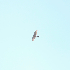 Accipiter rufiventris