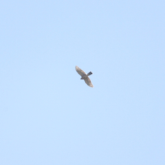 Accipiter rufiventris