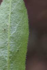 Leontodon tenuiflorus