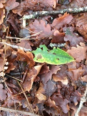 Pulmonaria officinalis