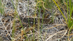 Angaracris barabensis