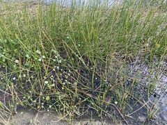 Eleocharis