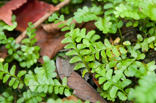Osmolindsaea japonica iNat (2)