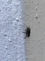 Entiminae
