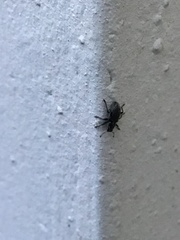 Entiminae