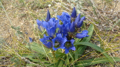 Gentiana decumbens