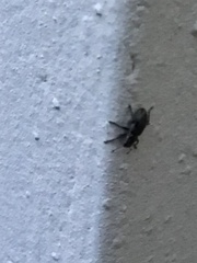 Entiminae