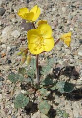 Chylismia