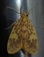 Miltochrista obsoleta