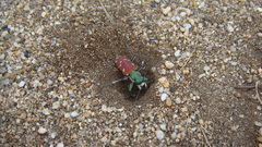 Cicindela coerulea nitida