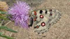 Parnassius nomion