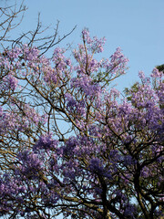 Jacaranda mimosifolia