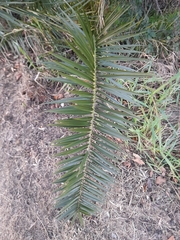 Phoenix canariensis
