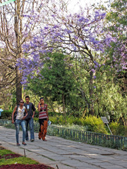 Jacaranda mimosifolia