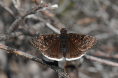 Erynnis tristis tatius