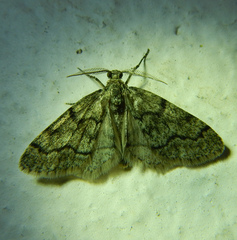 Tephronia sepiaria