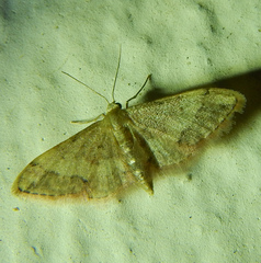 Idaea efflorata