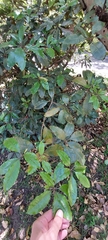 Pittosporum undulatum