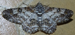 Cleora alienaria